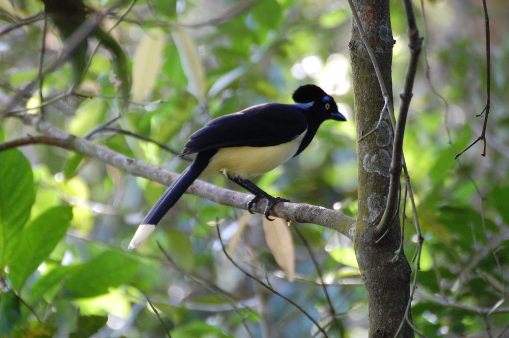 Brasile, a Iguazu:  Cyanocorax chrysops (Corvidae)